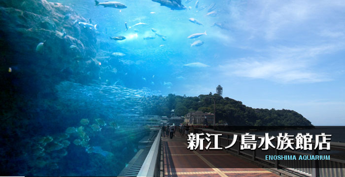 新江ノ島水族館店